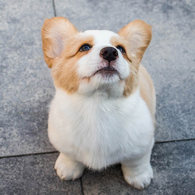 Photo of Bas van Rossem (Actually a cute puppy, the photo that is, not me)